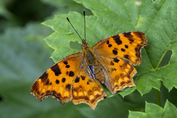 Beautiful butterfly on a green leaves. Macro shot.