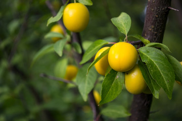 Yellow plums on the tree in the garden. Close up.