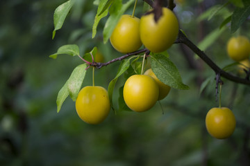 Yellow plums on the tree in the garden. Close up.
