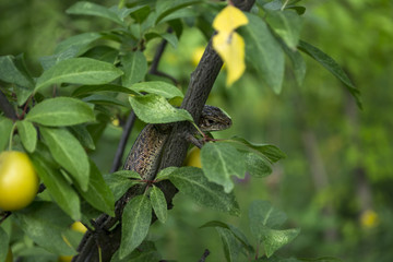 The lizard sitting on the branch of tree.