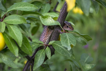 The lizard sitting on the branch of tree.