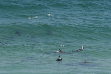 Dolphins surround a surfer