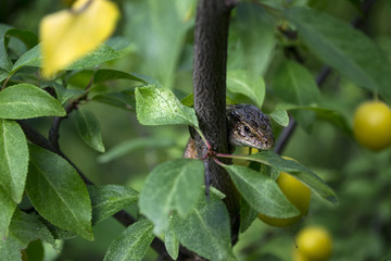 The lizard sitting on the branch of tree.