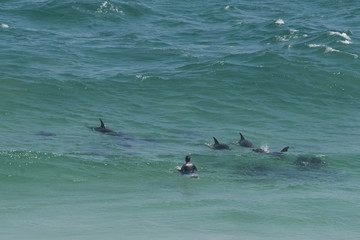Dolphins surround a surfer