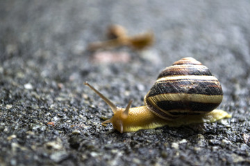 Snail crawling on asphalt after rain. Wild nature close up.	