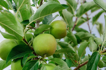 green apples in the tree