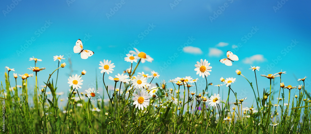 Poster chamomiles daisies macro in summer spring field on background blue sky with sunshine and a flying wh