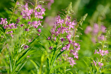 Pink flowers of fireweed (Epilobium or Chamerion angustifolium) in bloom ivan tea. Flowering willow-herb or blooming sally