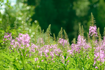 Obraz premium Pink flowers of fireweed (Epilobium or Chamerion angustifolium) in bloom ivan tea. Flowering willow-herb or blooming sally