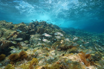 A shoal of fish (Sarpa salpa) underwater with wave breaking on rock in background, Mediterranean sea, La Isleta del Moro, Cabo de Gata-Níjar natural park, Almeria, Andalusia, Spain