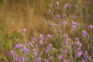 Obraz premium Natur Fotos