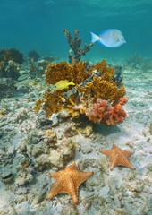 Fototapeta na wymiar Colorful marine life underwater with starfish, reef fish, coral and sponge, Caribbean sea