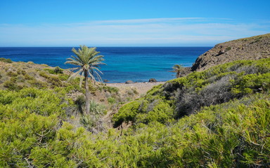 Fototapeta na wymiar Secluded cove with palm tree in the Cabo de Gata-Níjar natural park, Cala de los toros near La Isleta del Moro, Mediterranean sea, Almeria, Andalusia, Spain