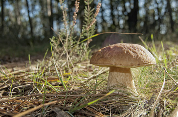 Boletus edulis 