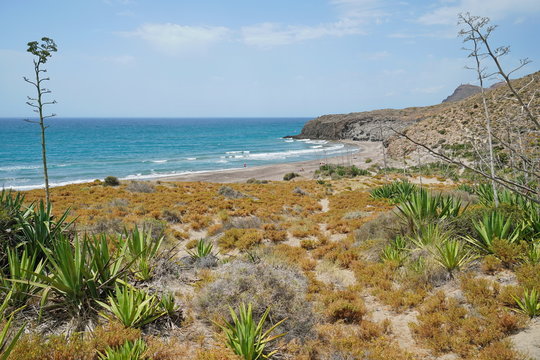 Sandy beach and agave plants in the Cabo de Gata-Níjar natural park, Playa del Barronal, Mediterranean sea, Almeria, Andalusia, Spain