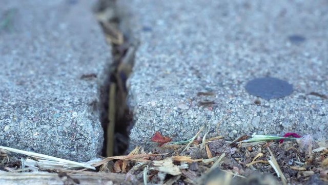 Ants crawling in crack on sidewalk.