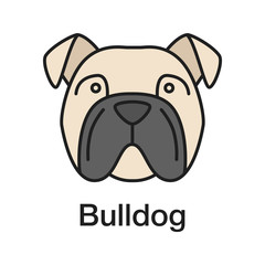 English Bulldog color icon