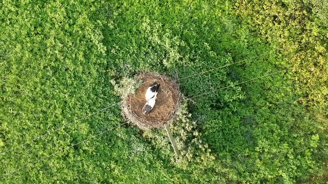 Two white stork Ciconia juvenile birds in nes ton electricity pole, aerial view