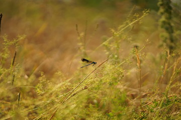 Natur Fotos