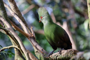 portrait of Green Touraco,Tauraco persa