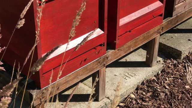 Bees arriving and leaving their beehive
