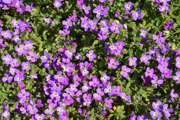 Aubrieta Doctor Mules