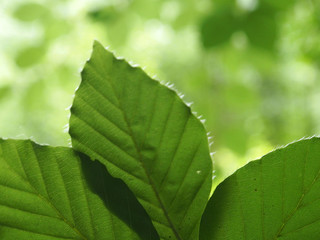 Buchenblätter im Wald