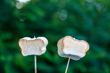 Cooking marshmallow, barbecue..