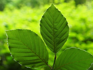 Buchenblätter im Wald