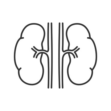 kidney outline anatomy diagram clip art preview