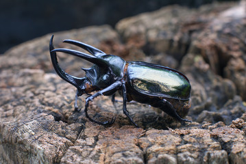 beetle  insect in the nature