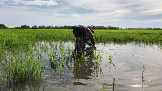 the farmer is planting the paddy.
