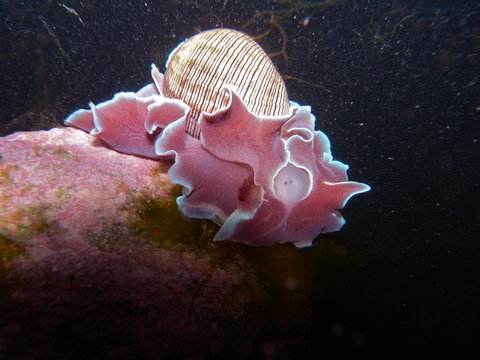 Purple Pink Sea Slug Bubble Snail Rose Petal-Hydatina Physis In Sydney, Australia