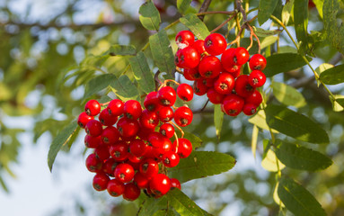 Clusters of red ashberry on a tree in autumn
