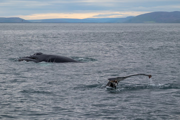 Whale Watching - Walbeobachtung