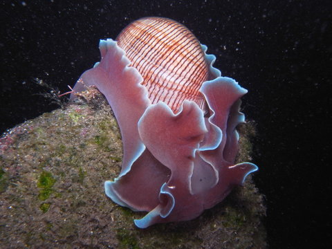Bubble Snail Rose Petal-Hydatina physis in Sydney, Australia