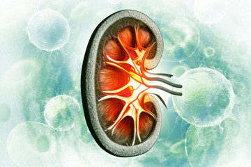 Human kidney cross section on scientific background