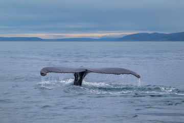 Whale Watching - Walbeobachtung