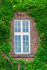 Fototapeta na wymiar a dense vine on a brick wall around the window