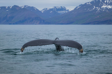 Whale Watching - Walbeobachtung