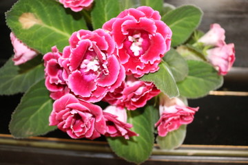 beautiful Terry crimson gloxinia in the sun