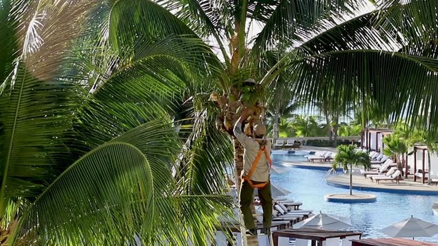 Man cutting and pruning a coconut palm tree in a tropical country. Large palm tree being maintained by a man on a ladder using a machete. Tropical palm tree. 