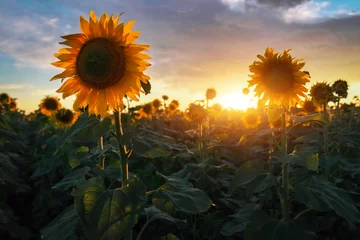 Foto auf Acrylglas Sonnenblume Sommerlandschaft: Schönheitssonnenuntergang über Sonnenblumenfeld