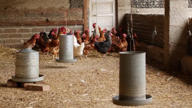 farm chicken cock