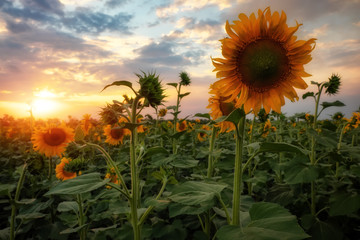 Summer landscape: beauty sunset over sunflowers field