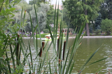 reeds on the background of the lake in the park