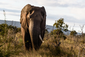 Elefanten Bulle mit einem Stoßzahn in Swaziland