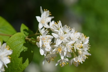 Fuzzy deutzia
