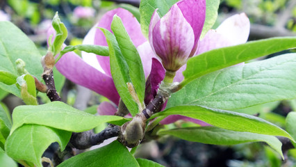 magnolia flower