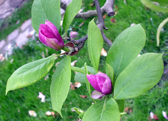 Magnolia flower 